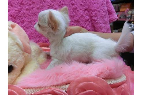 成約済の京都府のチワワ-18813の2枚目