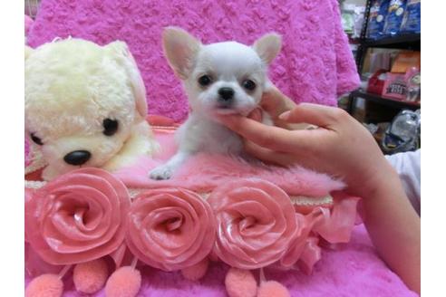 成約済の京都府のチワワ-18813の1枚目