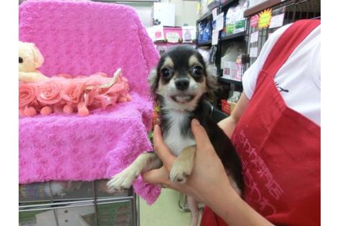 成約済の京都府のチワワ-18814の3枚目