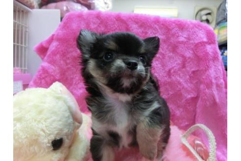 成約済の京都府のチワワ-18814の1枚目