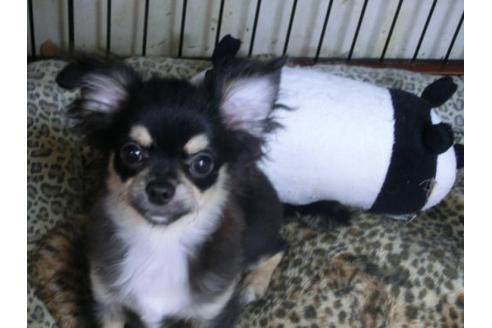 成約済の京都府のチワワ-18815の2枚目