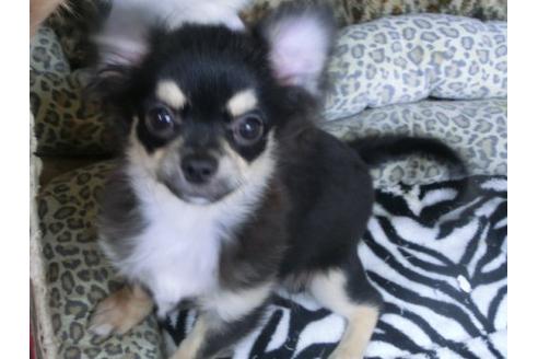 成約済の京都府のチワワ-18815の1枚目