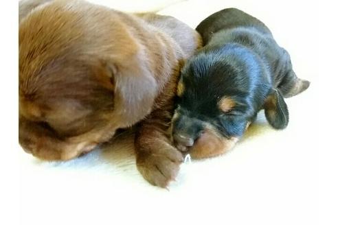 成約済の愛知県のミニチュアダックスフンド-18817の1枚目
