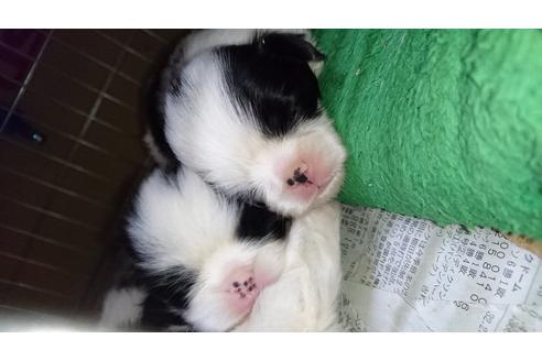 成約済の愛知県の狆 (チン)-18818の2枚目
