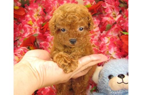 成約済の茨城県のトイプードル-18824の1枚目