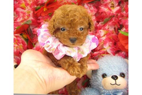 成約済の茨城県のトイプードル-18824の2枚目
