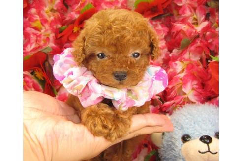 成約済の茨城県のトイプードル-18824の3枚目