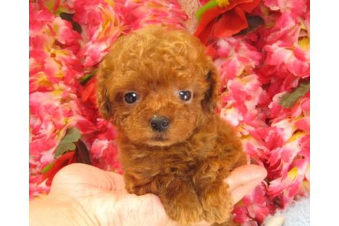 成約済の茨城県のトイプードル-18825の1枚目