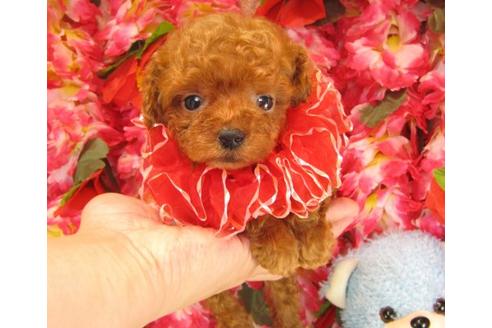 成約済の茨城県のトイプードル-18825の2枚目