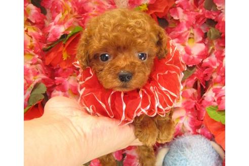 成約済の茨城県のトイプードル-18825の3枚目