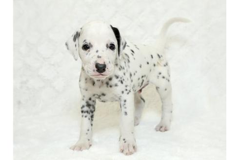 成約済の栃木県のダルメシアン-18853の1枚目