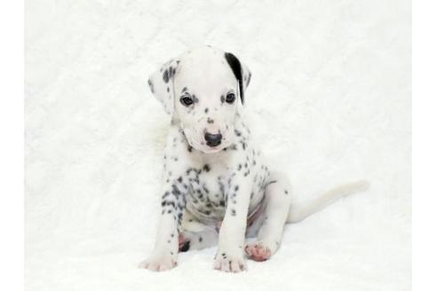 成約済の栃木県のダルメシアン-18853の2枚目