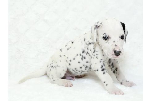 成約済の栃木県のダルメシアン-18853の3枚目