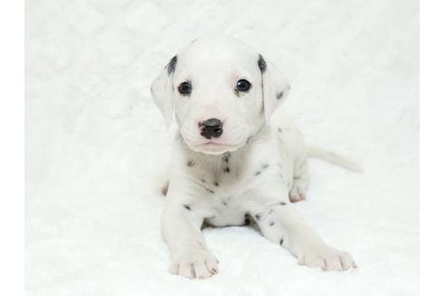 成約済の栃木県のダルメシアン-18854の1枚目