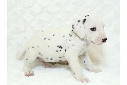 成約済の栃木県のダルメシアン-18854の2枚目