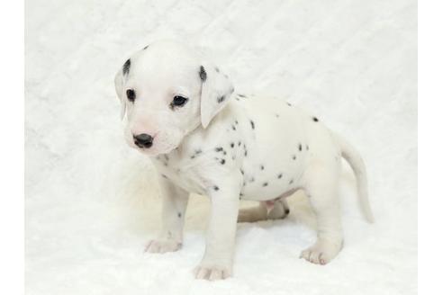 成約済の栃木県のダルメシアン-18854の3枚目