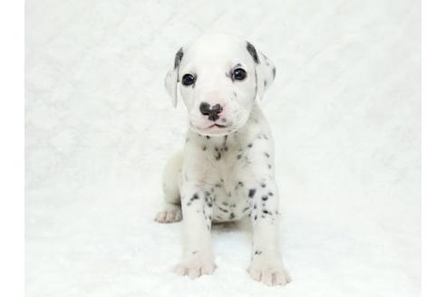 成約済の栃木県のダルメシアン-18855の1枚目