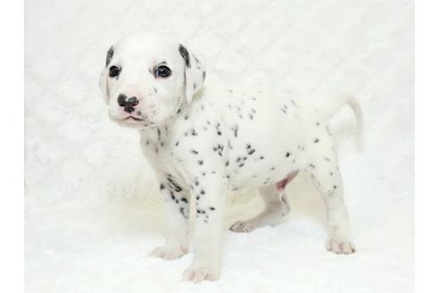 成約済の栃木県のダルメシアン-18855の2枚目