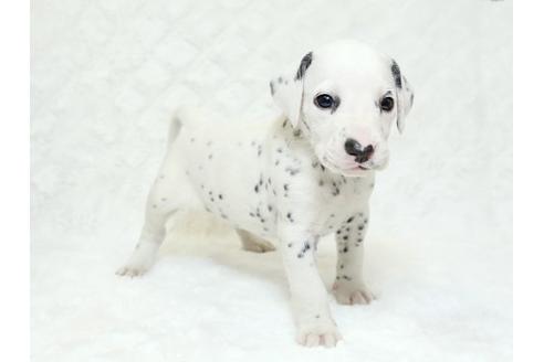 成約済の栃木県のダルメシアン-18855の3枚目