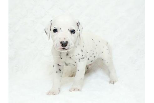 成約済の栃木県のダルメシアン-18856の1枚目