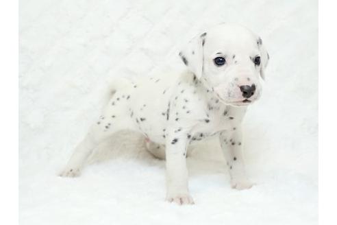 成約済の栃木県のダルメシアン-18856の2枚目