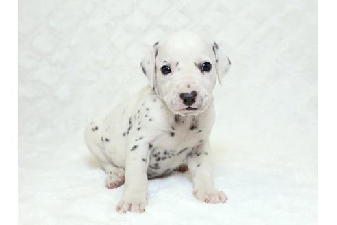 成約済の栃木県のダルメシアン-18856の3枚目