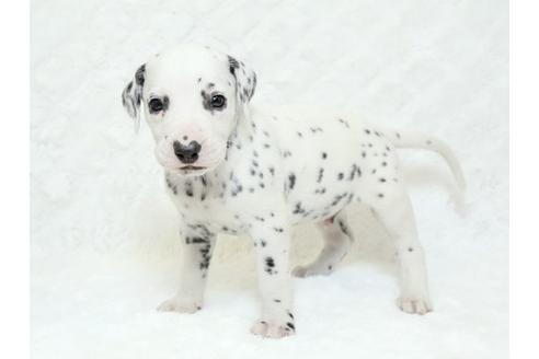 成約済の栃木県のダルメシアン-18857の3枚目