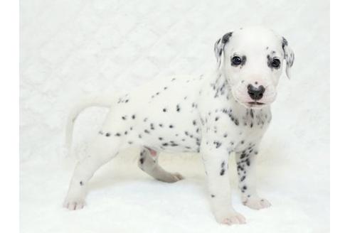 成約済の栃木県のダルメシアン-18857の1枚目