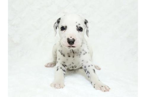 成約済の栃木県のダルメシアン-18857の2枚目