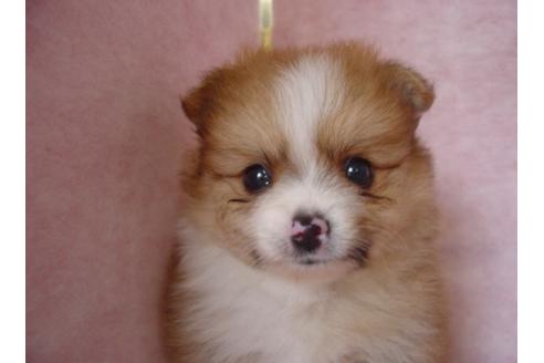 成約済の長崎県のミックス犬-18864の2枚目