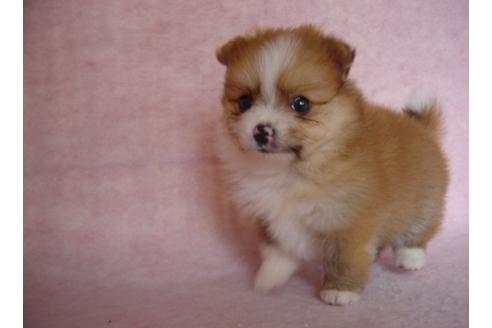 成約済の長崎県のミックス犬-18864の1枚目