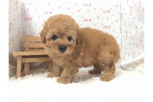 成約済の滋賀県のトイプードル-18871の2枚目