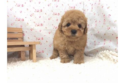 成約済の滋賀県のトイプードル-18871の1枚目