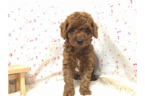 成約済の滋賀県のトイプードル-18901の2枚目