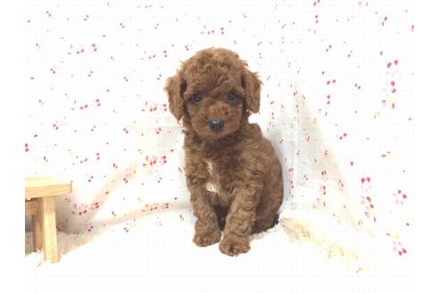 成約済の滋賀県のトイプードル-18901の1枚目