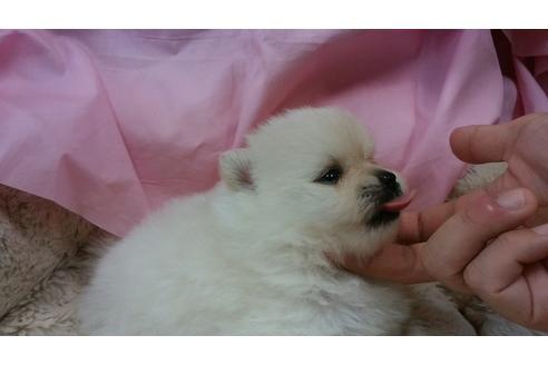成約済の愛知県のポメラニアン-19027の3枚目