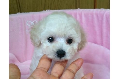 成約済の愛知県のトイプードル-18759の5枚目