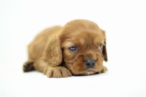 成約済の愛知県のキャバリアキングチャールズスパニエル-18327の2枚目