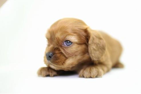 成約済の愛知県のキャバリアキングチャールズスパニエル-18327の3枚目