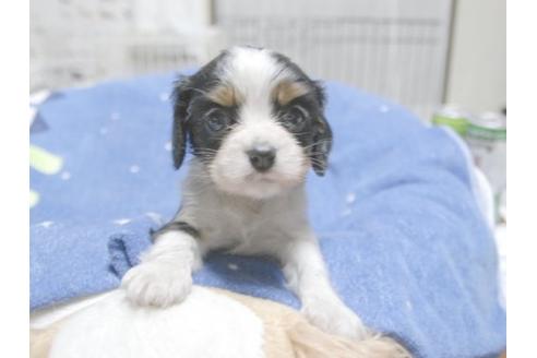 成約済の埼玉県のキャバリアキングチャールズスパニエル-17853の1枚目