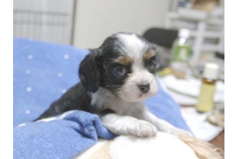 成約済の埼玉県のキャバリアキングチャールズスパニエル-17853の2枚目