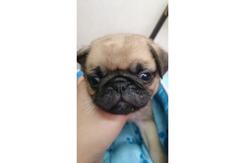 成約済の奈良県のパグ-19132の2枚目