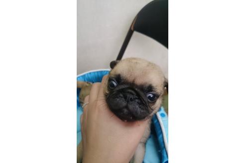 成約済の奈良県のパグ-19132の1枚目