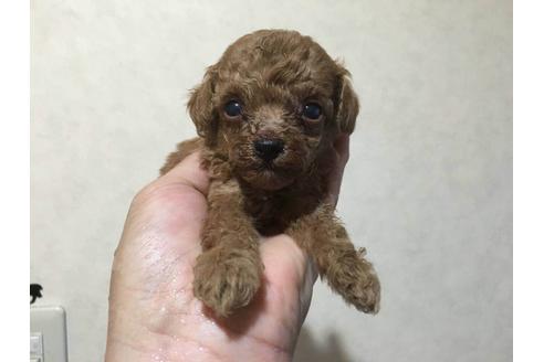 成約済の山口県のタイニープードル-18722の1枚目