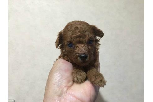 成約済の山口県のタイニープードル-19147の1枚目
