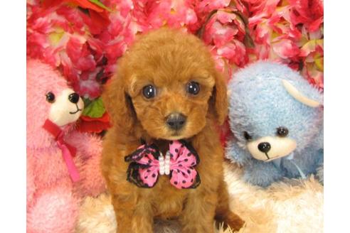 成約済の茨城県のトイプードル-19148の1枚目