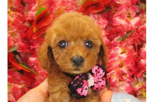 成約済の茨城県のトイプードル-19148の2枚目