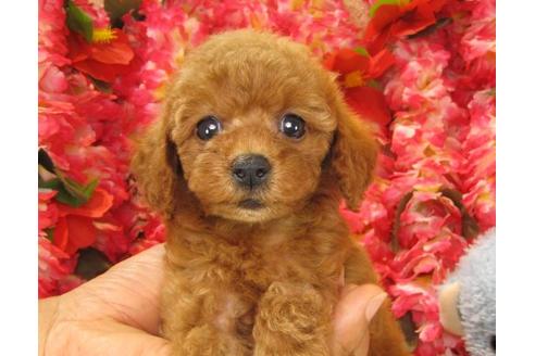 成約済の茨城県のトイプードル-19148の3枚目