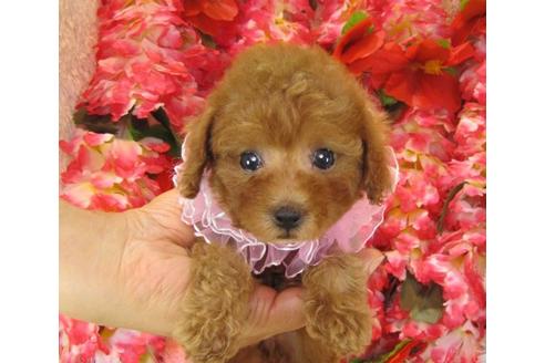 成約済の茨城県のトイプードル-19149の1枚目