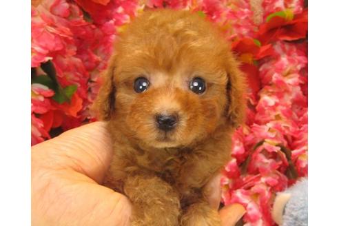 成約済の茨城県のトイプードル-19149の2枚目